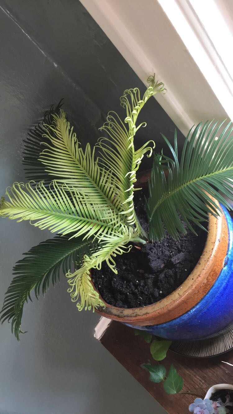 Ask A Question Forum Leaf Curl On Palm Sago Houseplant Garden Org