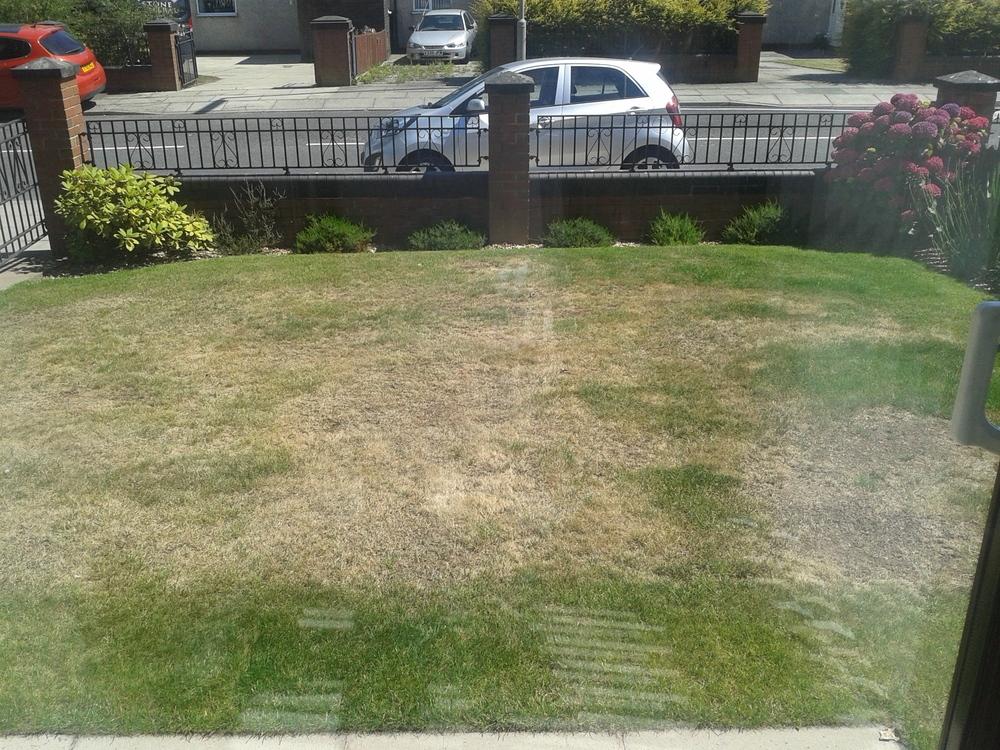 Why is my lawn front lawn dying? in the Ask a Question forum