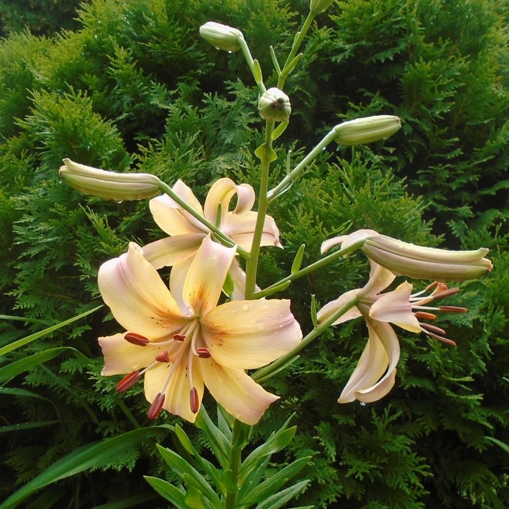 Lily (Lilium 'Pearl Jessica') in the Lilies Database