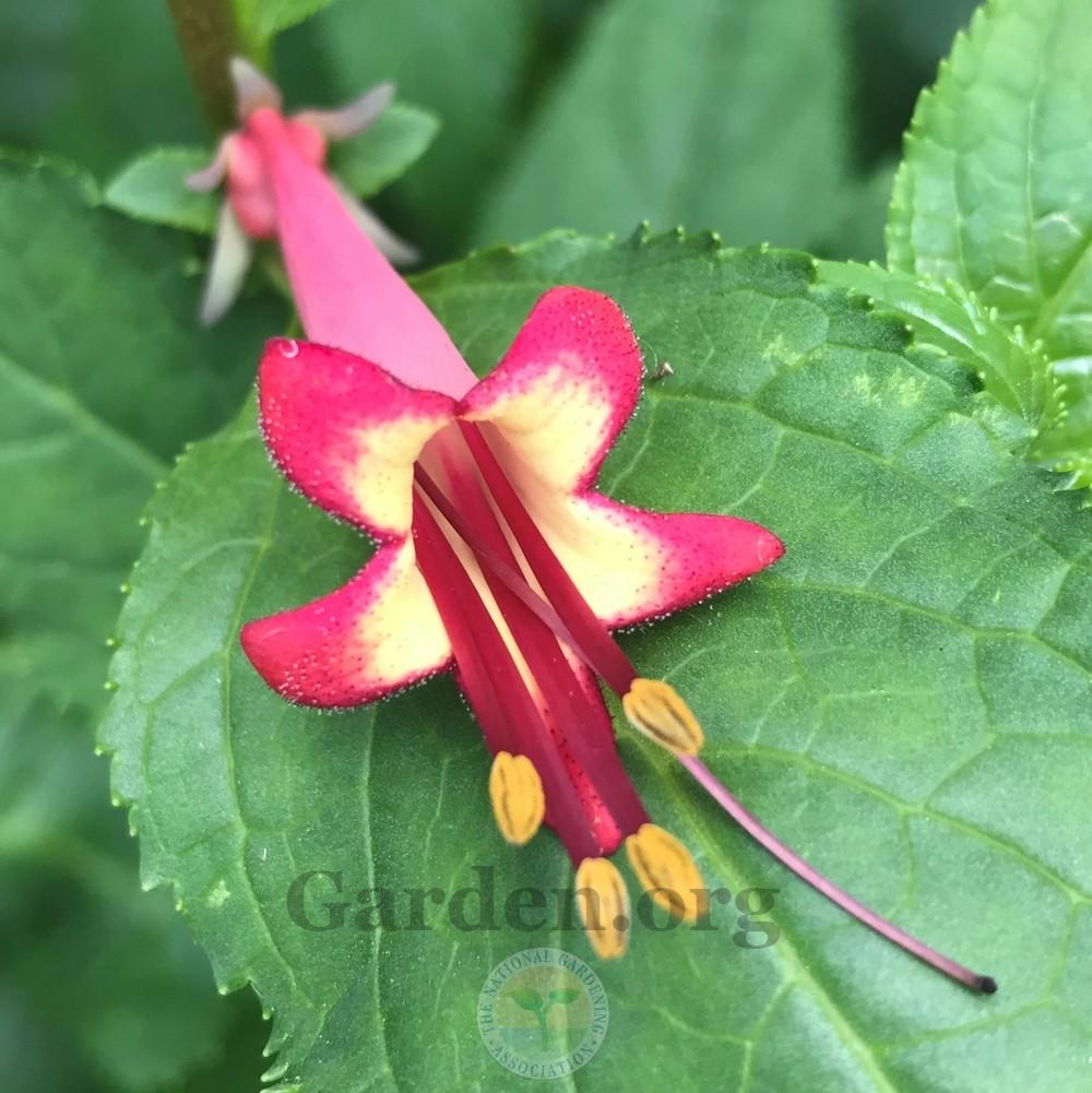 Cape Fuchsia (Phygelius capensis)