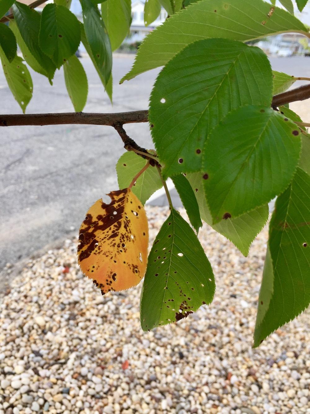 Yoshino flowering cherry trees problems in the Trees and Shrubs forum