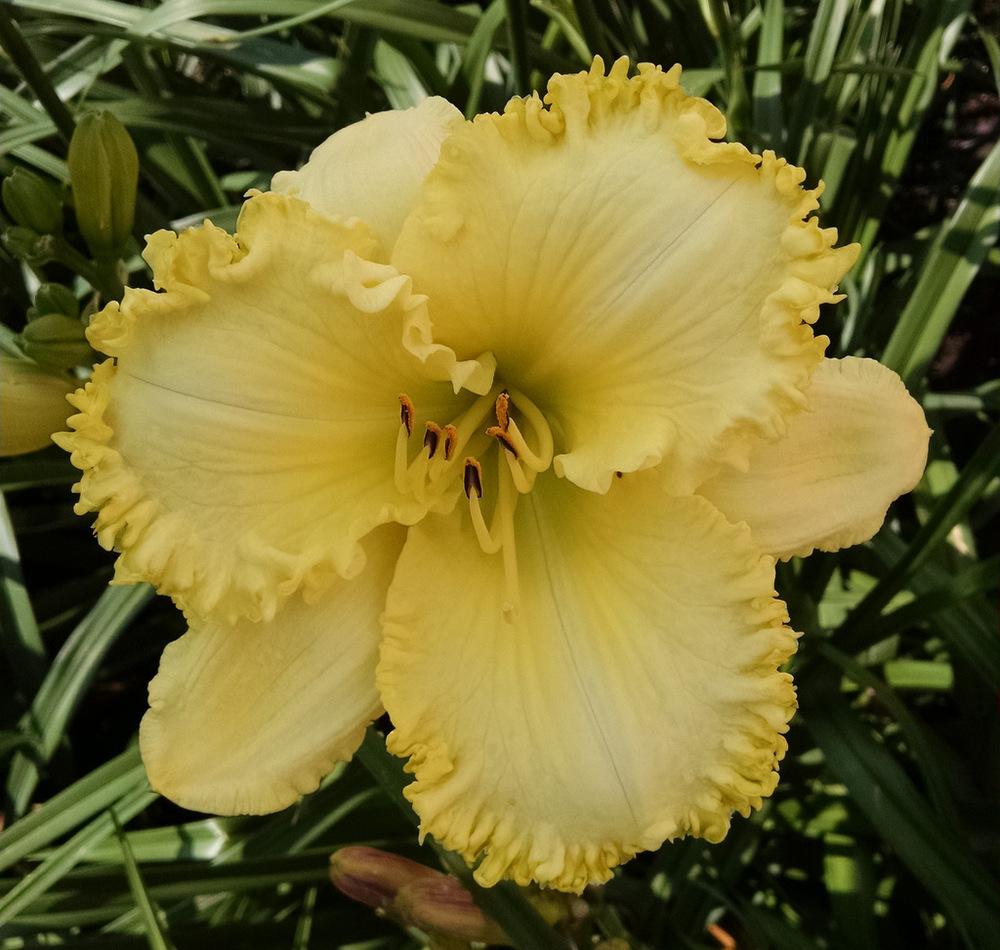 Daylily (Hemerocallis 'The Reverend Roger Derby') in the Daylilies