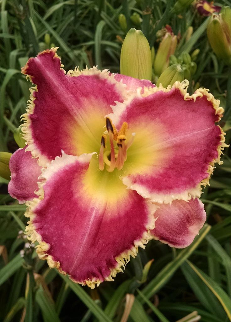 Daylily (Hemerocallis 'Marilyn Palmer') in the Daylilies Database