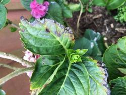 Ask a Question forum→Hydrangea Help - Garden.org