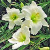 Location: My GardensDate: July 12, 2017In Light Shade