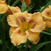 Location: SE MichiganDate: 2017-07-11