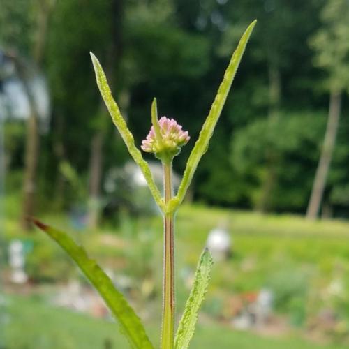 Verbena (Verbena bonariensis Meteor Shower™)