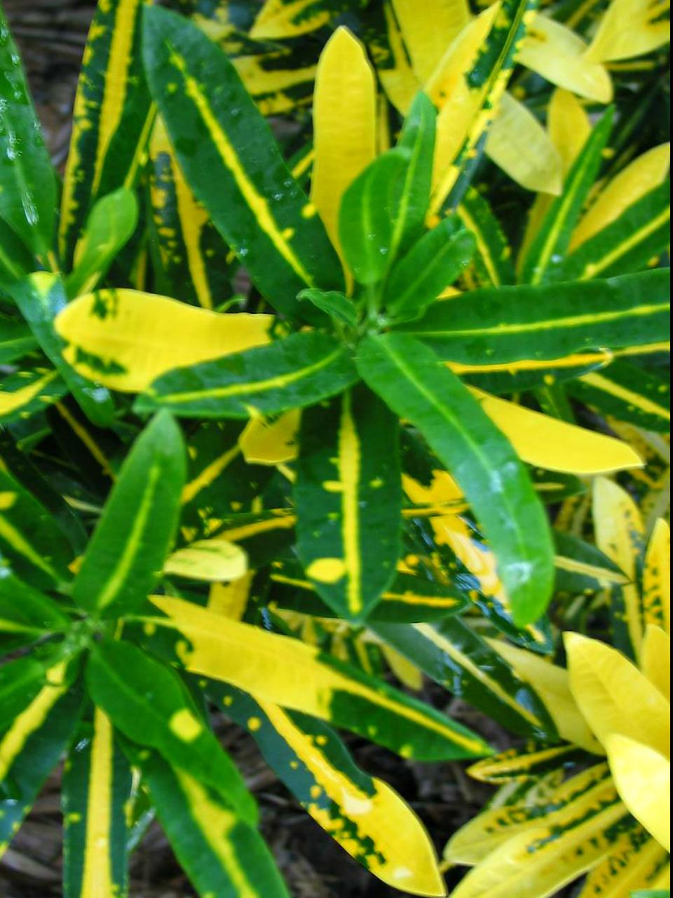Photo of the leaves of Croton (Codiaeum variegatum 'Sunny Star') posted