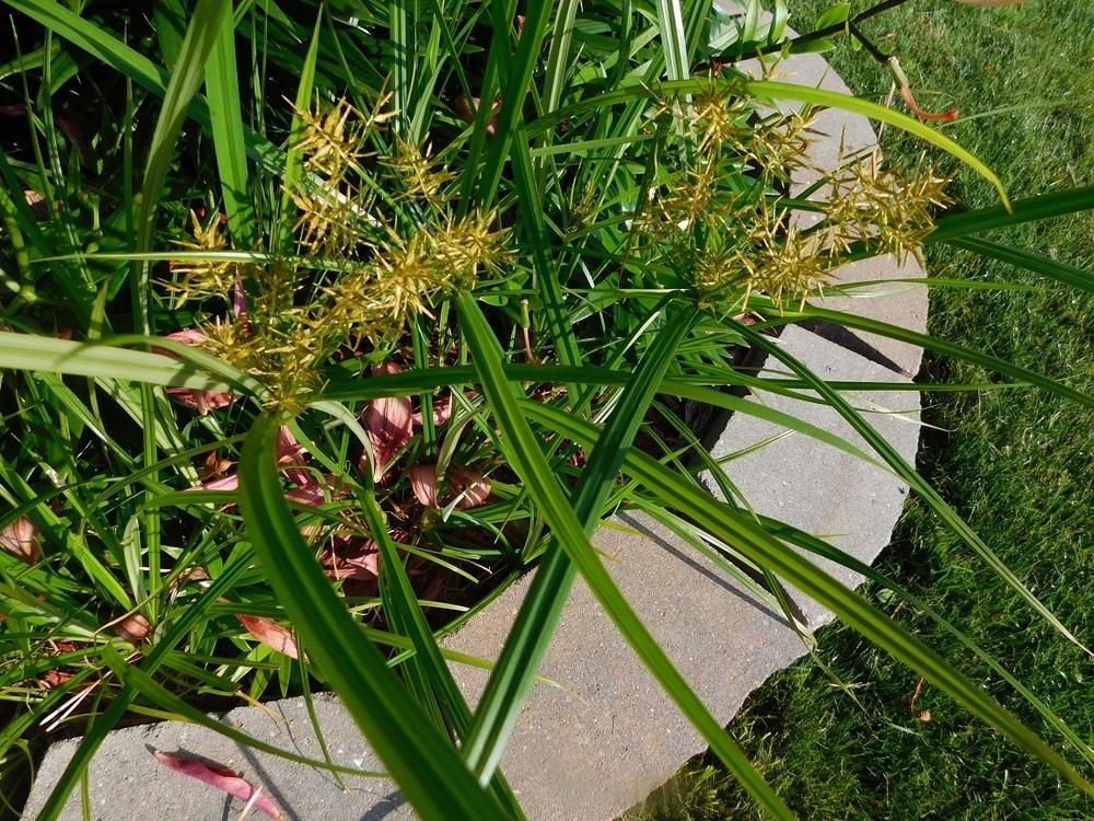 Nutsedge? Yes or no? Good or bad? in the Plant ID forum