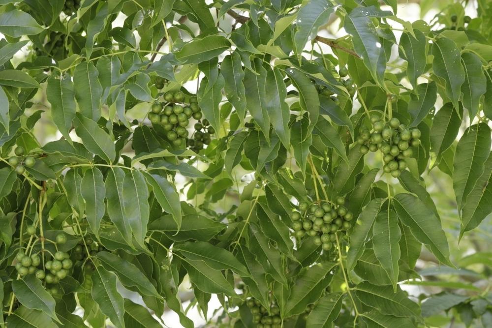 Amur Cork Tree seeds in the Trees and Shrubs forum