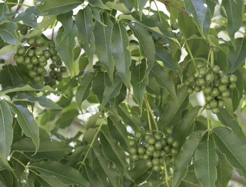 Amur Cork Tree seeds in the Trees and Shrubs forum