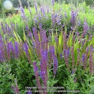 Meadow Sage Salvia Nemorosa Lubecca In The Salvias Database Garden Org