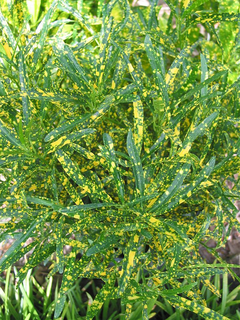 Croton (Codiaeum variegatum var. variegatum 'Punctatum Aureum') in the