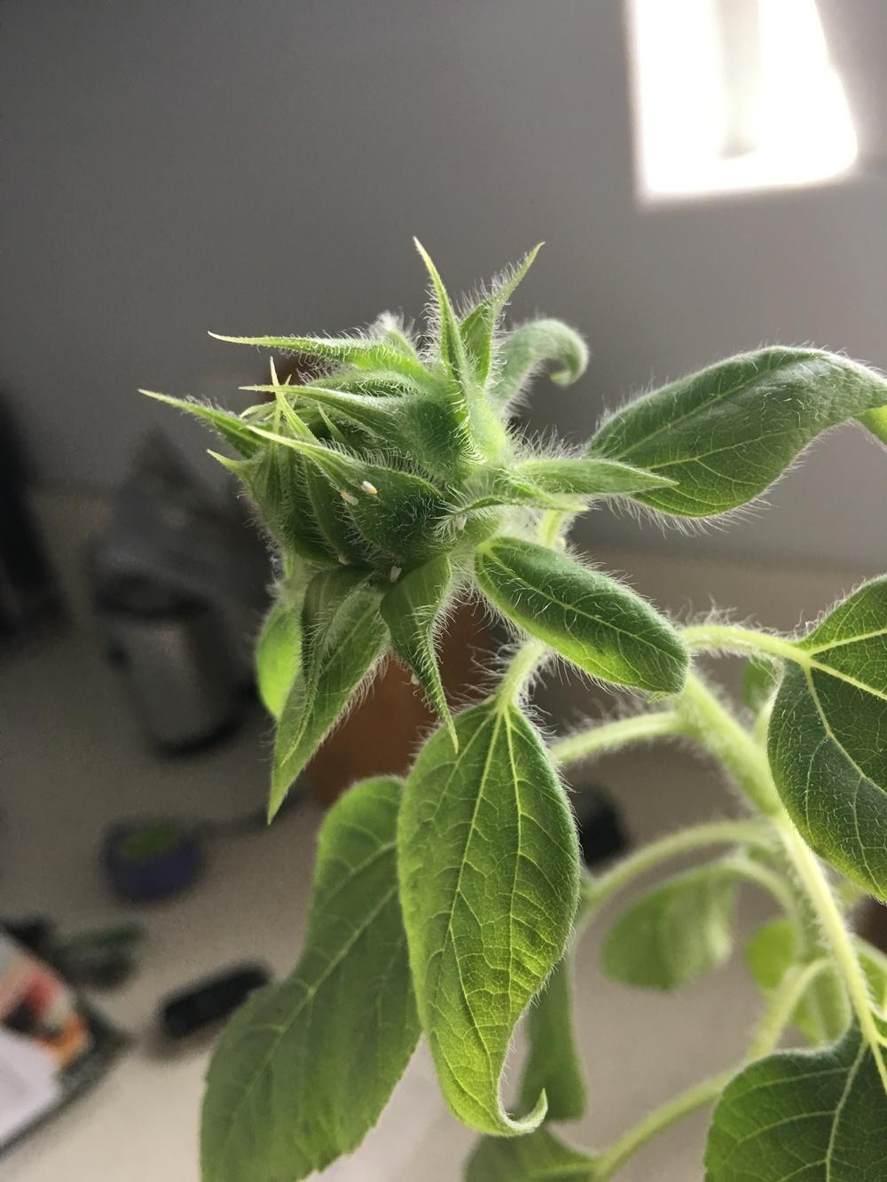 Houseplants forum What are these sesame seed like things