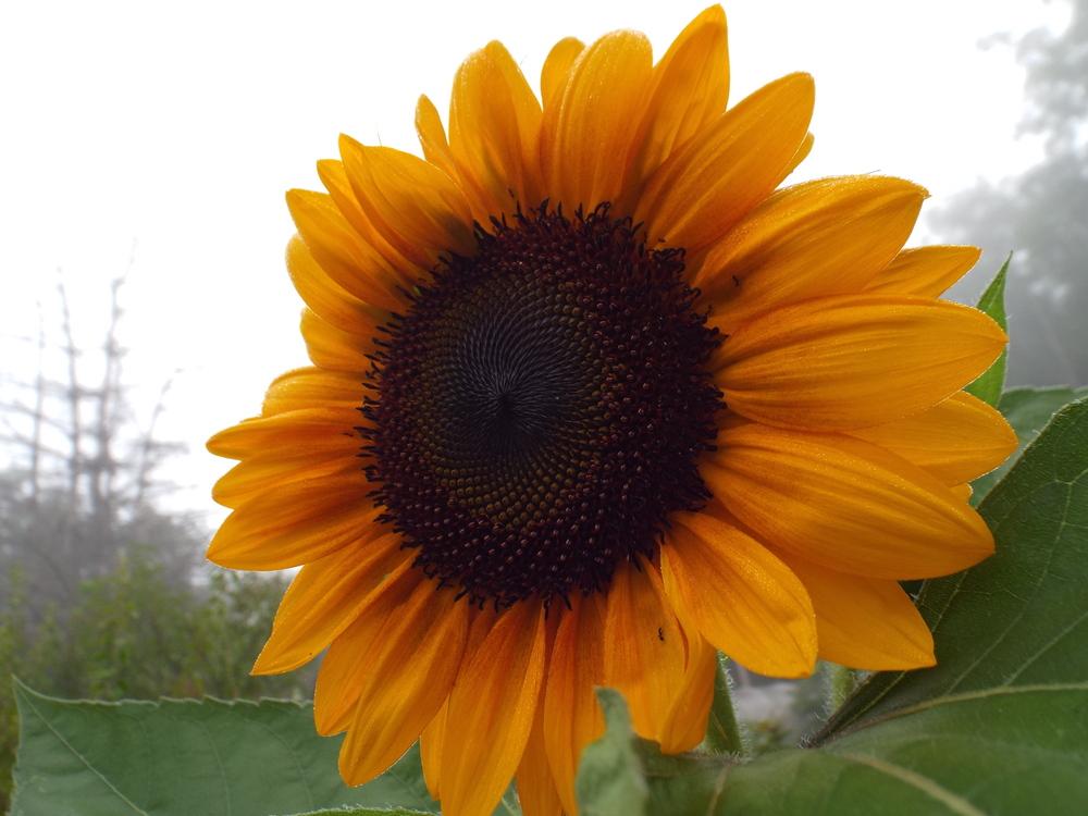 Sunflower (Helianthus annuus 'Copper Queen') in the Sunflowers Database