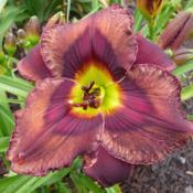 Location: SE MichiganDate: 2017-07-06