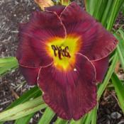 Location: SE MichiganDate: 2017-07-11