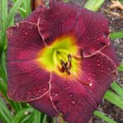 Location: SE MichiganDate: 2017-07-12