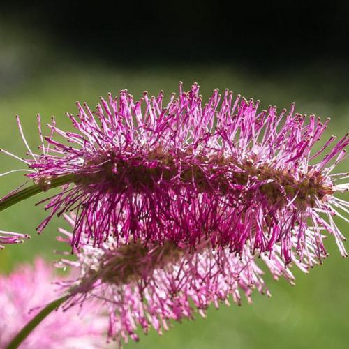 Japanese Bottlebrush (Poterium obtusum)