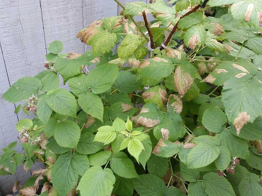 Controlling Raspberry Patches My Raspberry Patch in the Ask a Question forum - Garden.org
