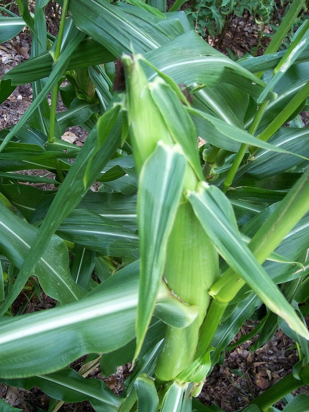 Photo of the fruit of Corn (Zea mays subsp. mays 'Jackpot') posted by