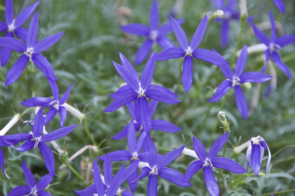 Laurentia (Isotoma axillaris Beth's Blue®) - Garden.org