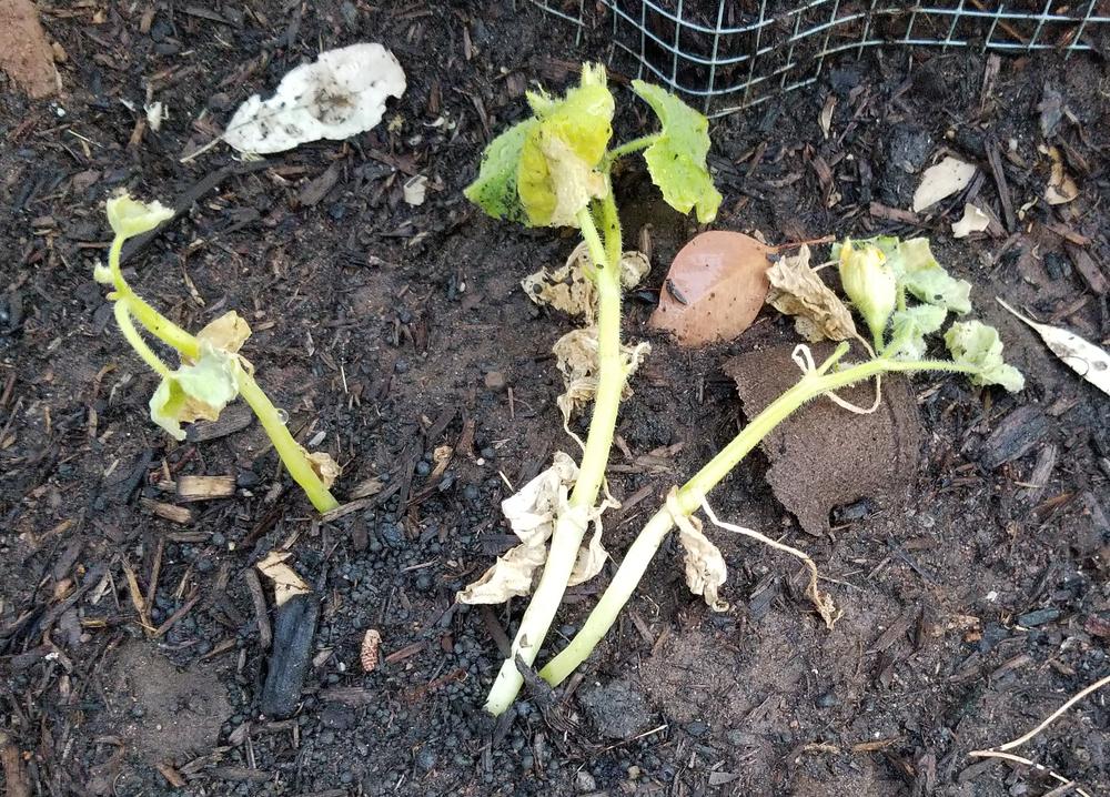 Squash, cucumber, zucchini and melon plants turning yellow in the Vegetables and Fruit forum