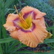 Location: Wentworth, NS, CanadaDate: 2017-07-18