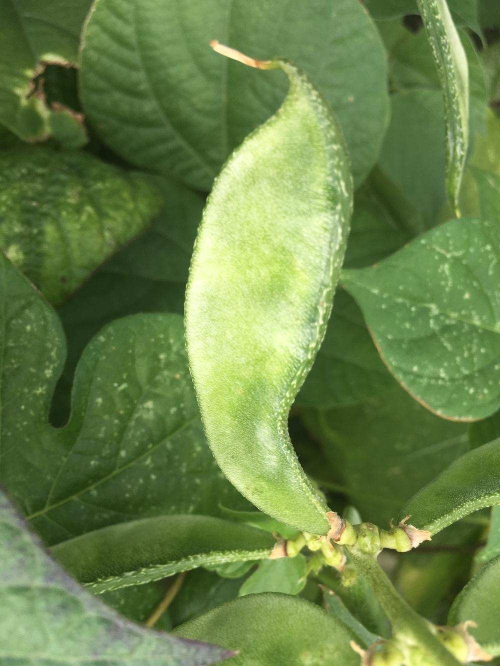 Plant ID forum: Wild legume or something I planted and forgot? - Garden.org