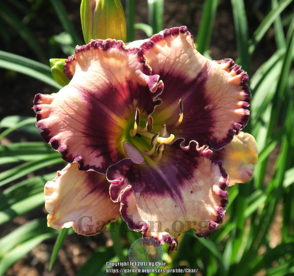 Photo of the bloom of Daylily (Hemerocallis 'Razzle Dazzle Candy