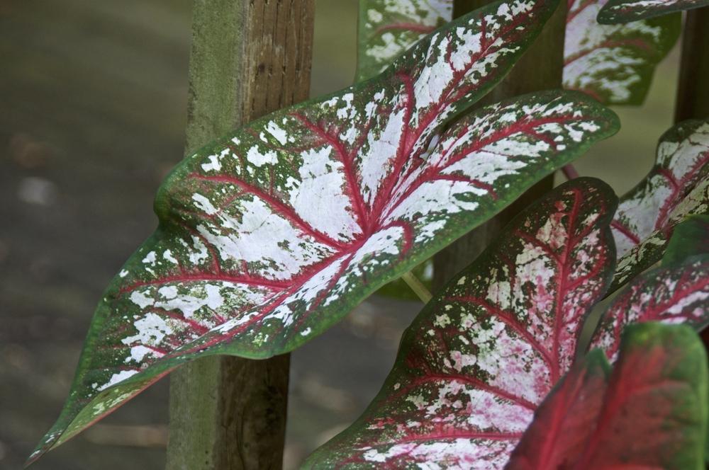Caladiums Plant Care and Collection of Varieties