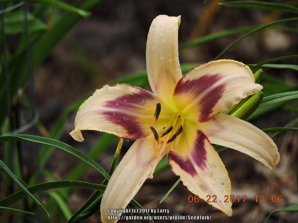 Why do daylilies not produce blooms? in the Daylilies forum - Garden.org