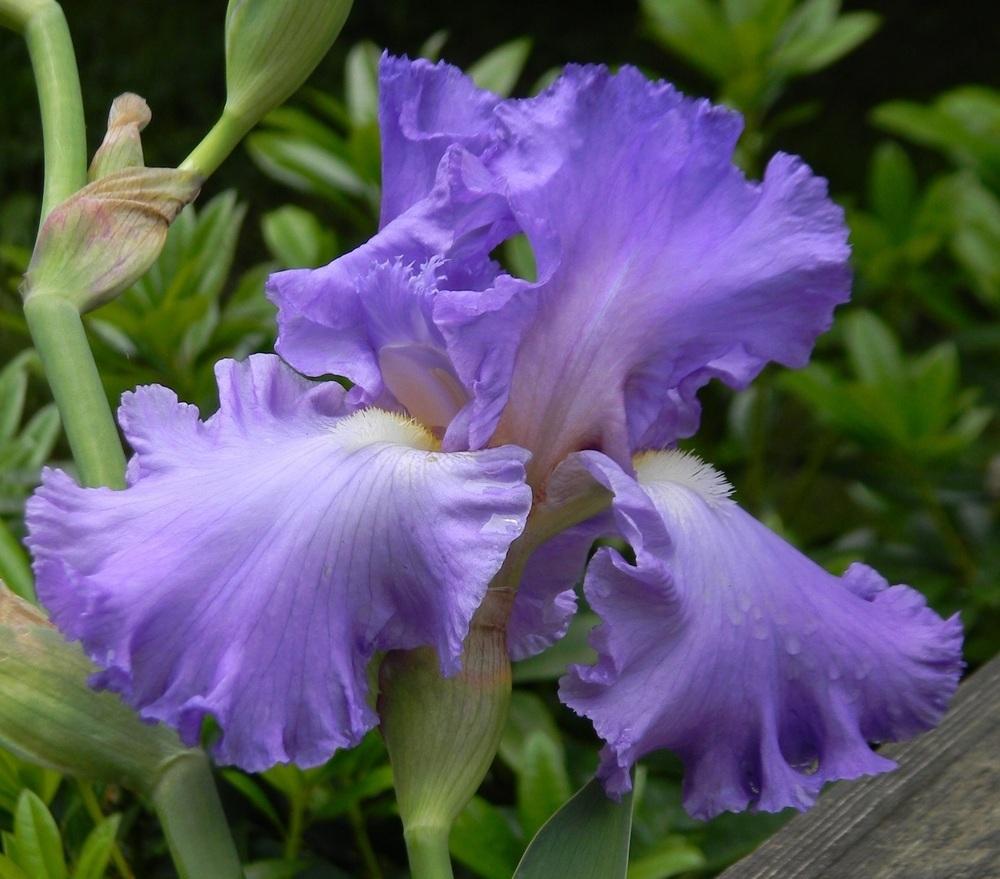 Photo of the bloom of Tall Bearded Iris (Iris 'Fragrant Lilac') posted