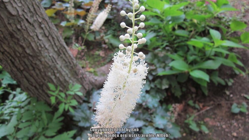 Photo of the bloom of Doll's Eyes (Actaea pachypoda) posted by NJBob
