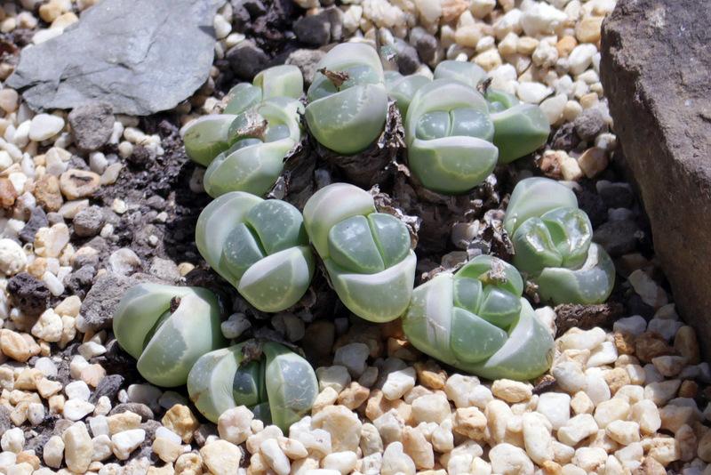 Living Stones Plant Care and Collection of Varieties
