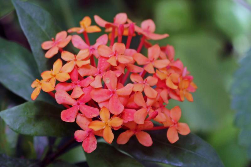 Plants in Israel Brugmansia suaveolens