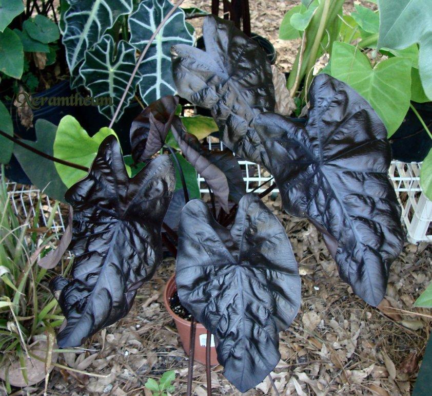 Photo of the entire plant of Elephant's Ear (Colocasia 'Black Ripple') posted by Xeramtheum