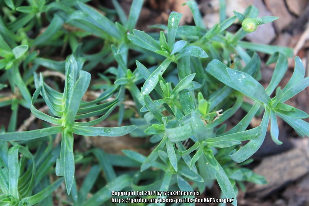 Dianthus (perennial) question white spots on leaves in the Ask a