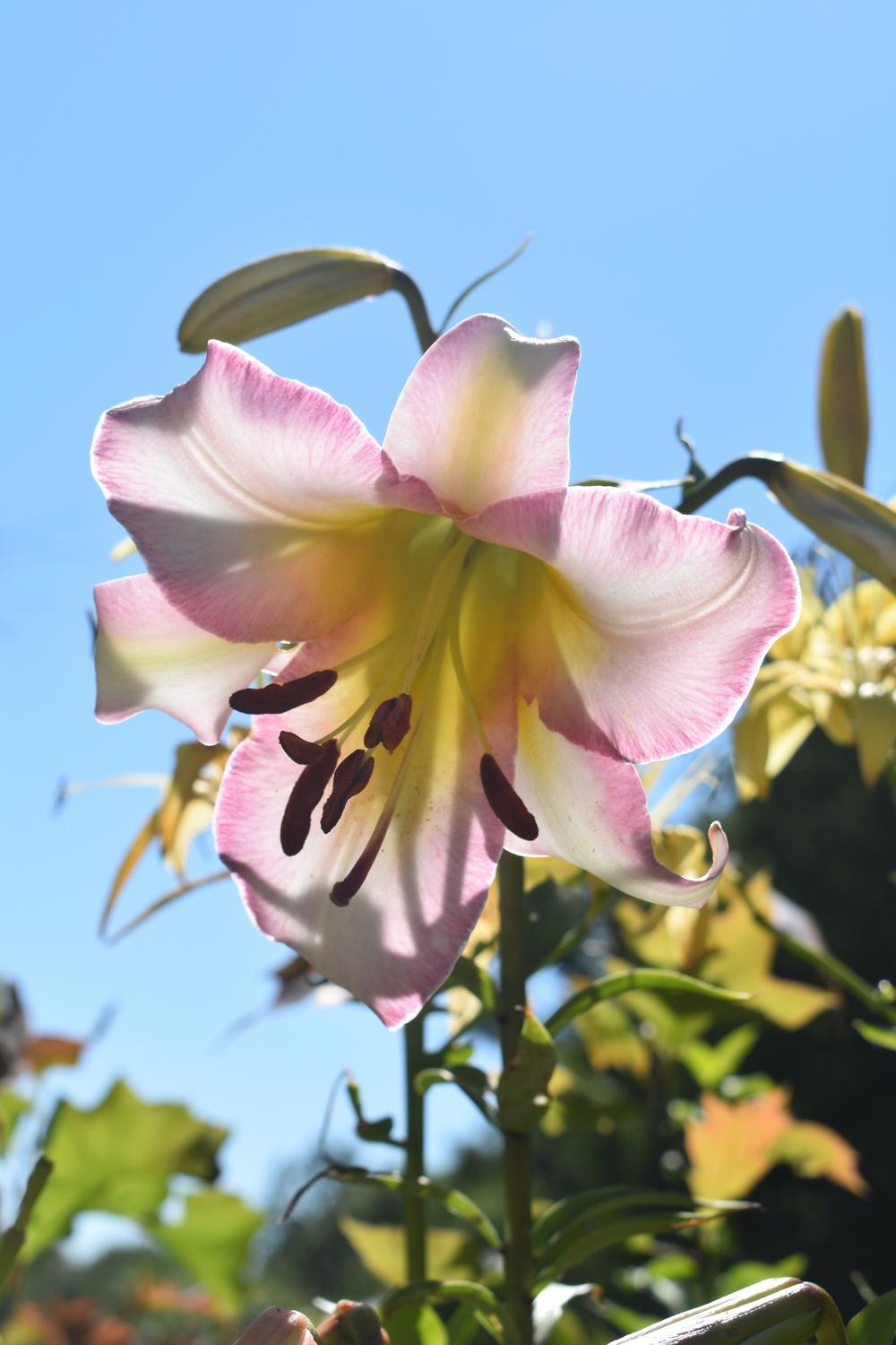 Photo of the bloom of Lily (Lilium 'Beijing Moon') posted by pixie62560