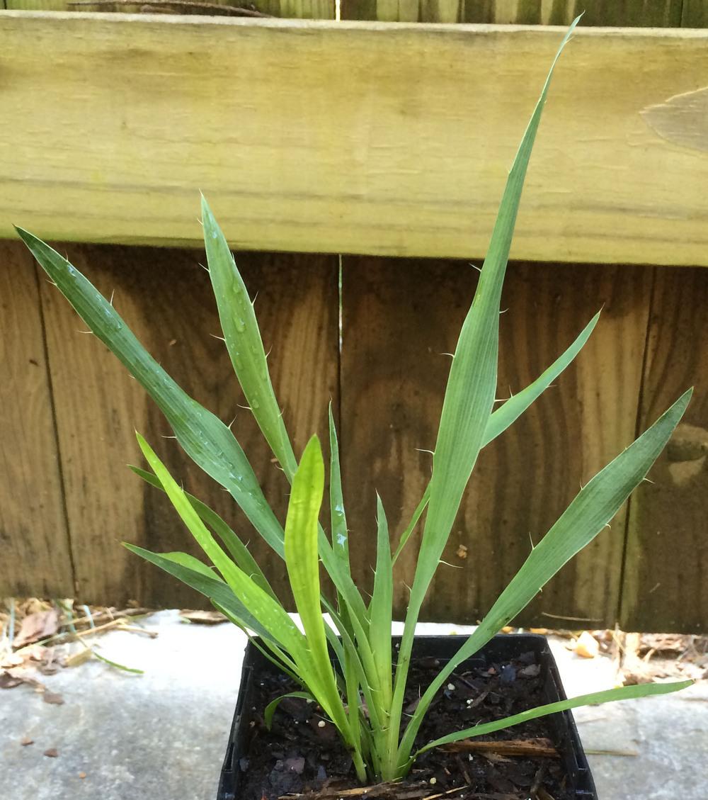 Photo of the seedling or young plant of Rattlesnake Master (Eryngium