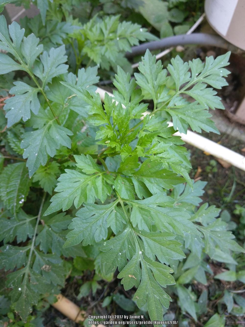 Plant ID forum→Flat leaved parsley?