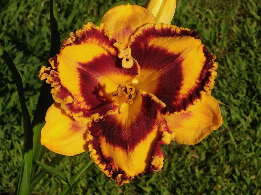 Photo of the bloom of Daylily (Hemerocallis 'Incandescent') posted by