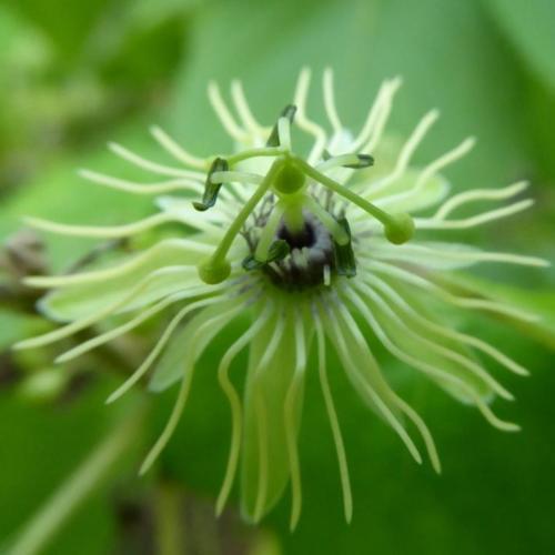 Wild Yellow Passion Flower (Passiflora lutea)