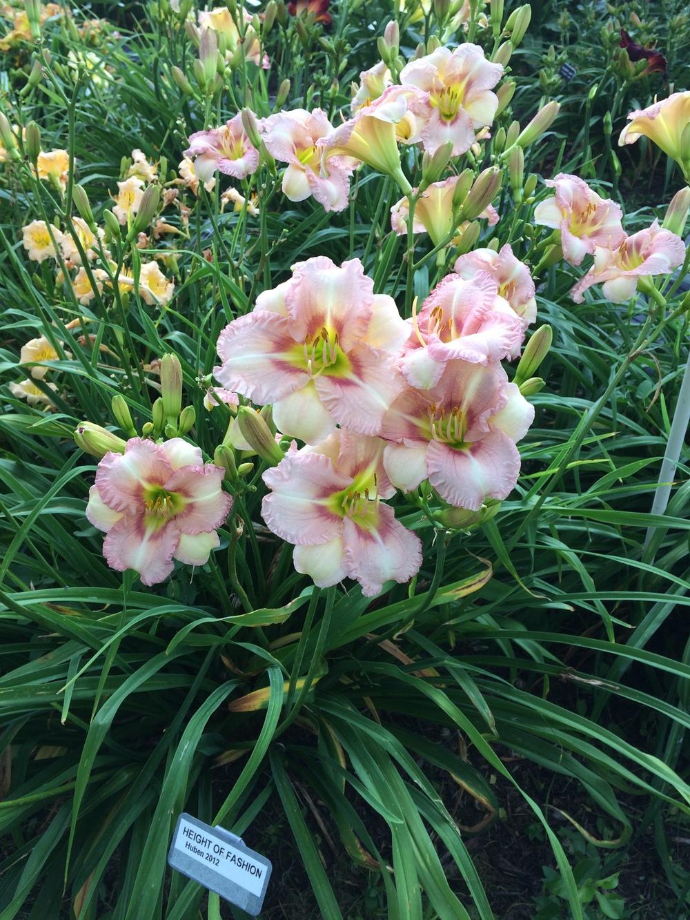 Daylily (Hemerocallis 'Height of Fashion') in the Daylilies Database