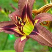 Location: Carleton Place, Ontario CanadaDate: 2009-02-04