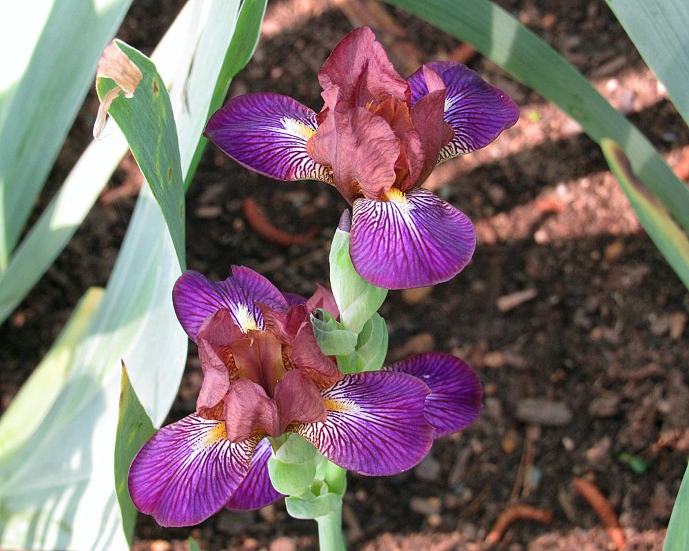 Miniature Tall Bearded Iris (Iris 'Chocolate Fountain') in the Irises