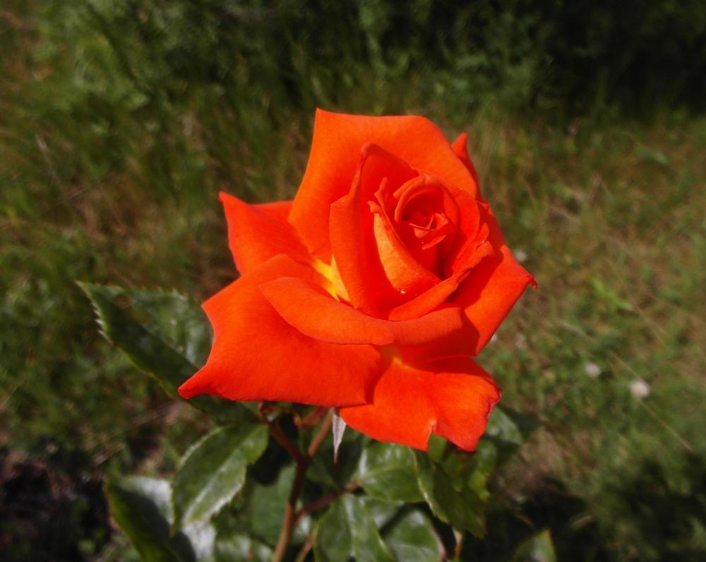 Rose (Rosa 'Marina') in the Roses Database