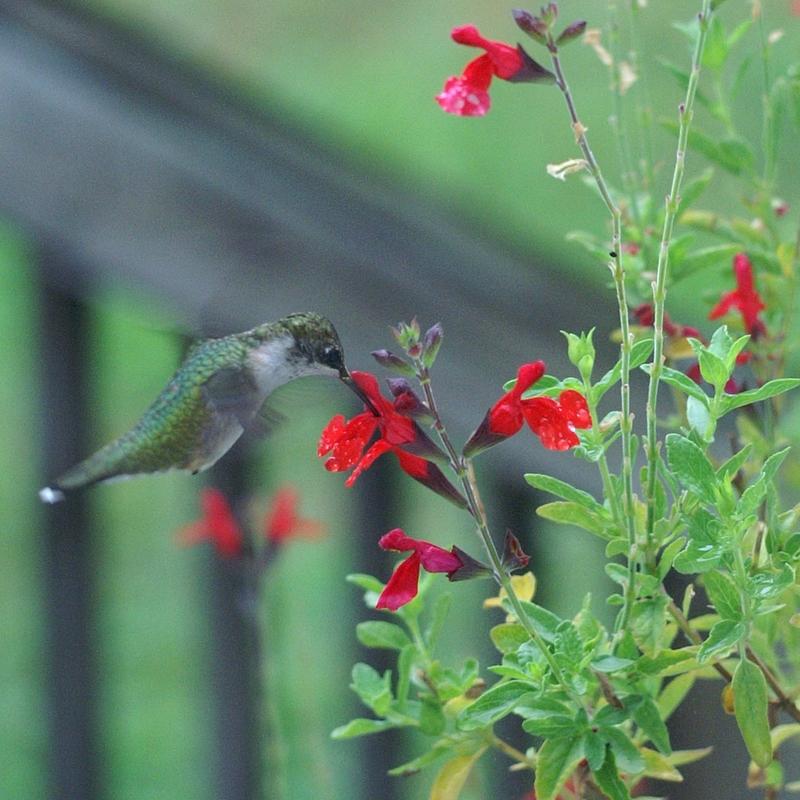 Autumn Sage (Salvia greggii 'Radio Red') in the Salvias Database - Garden.org