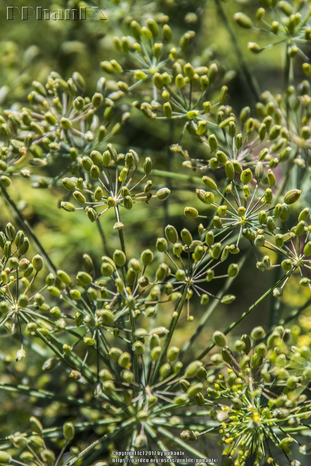 Dills Plant Care and Collection of Varieties