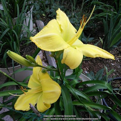 Daylily (Hemerocallis 'Nicholas') in the Daylilies Database